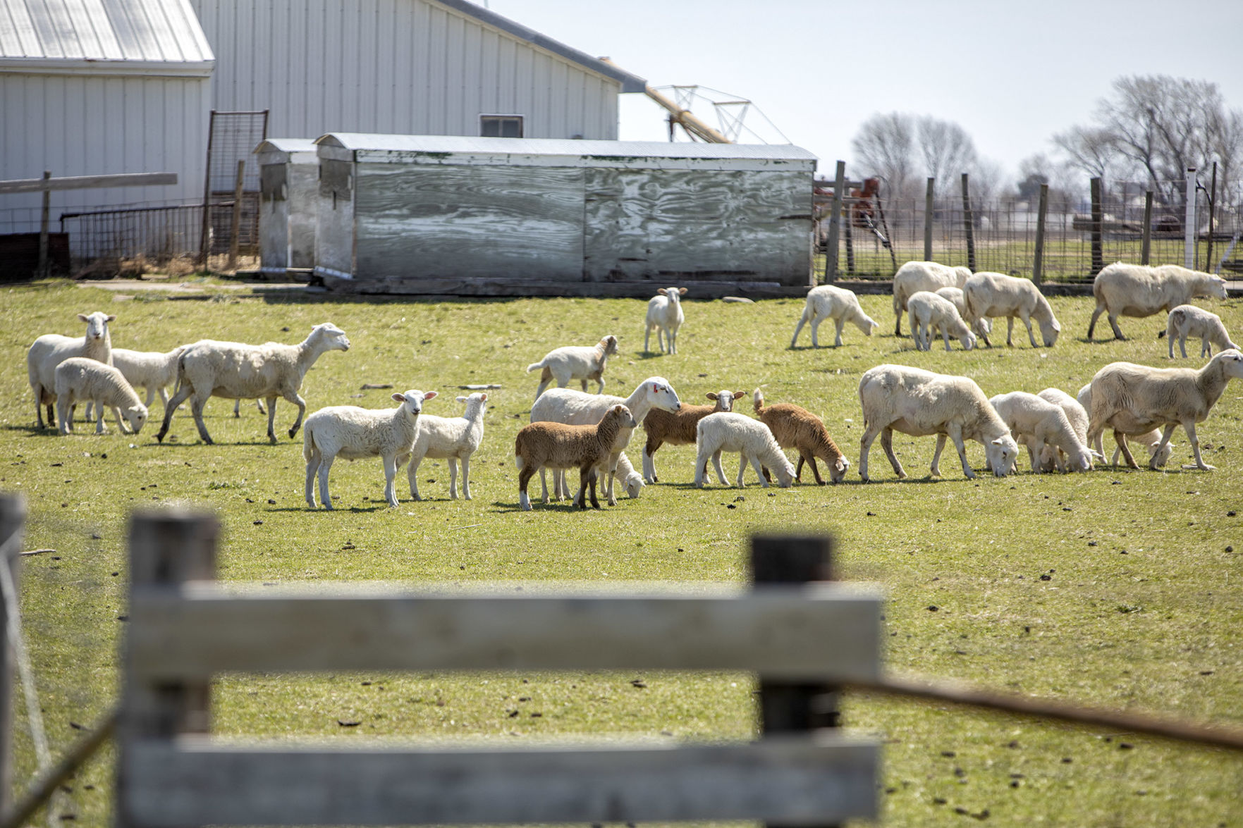 SPRING FLOCKING